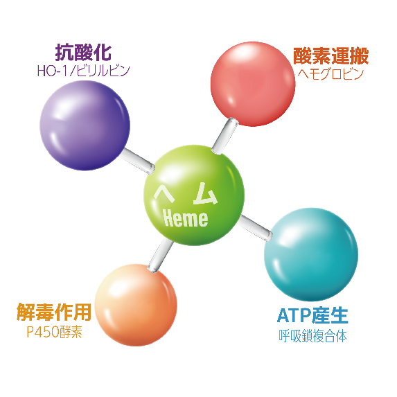 ヘム(Heme)の役割図