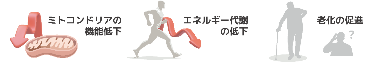 加齢による5-ALA産生量の低下グラフ（ALAS(5-ALA合成酵素)の減少により産生量が低下）