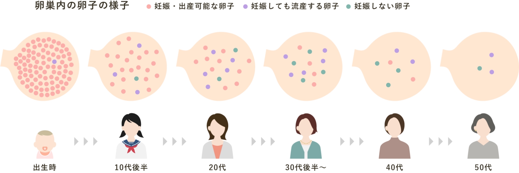 卵細胞の質と量の変化