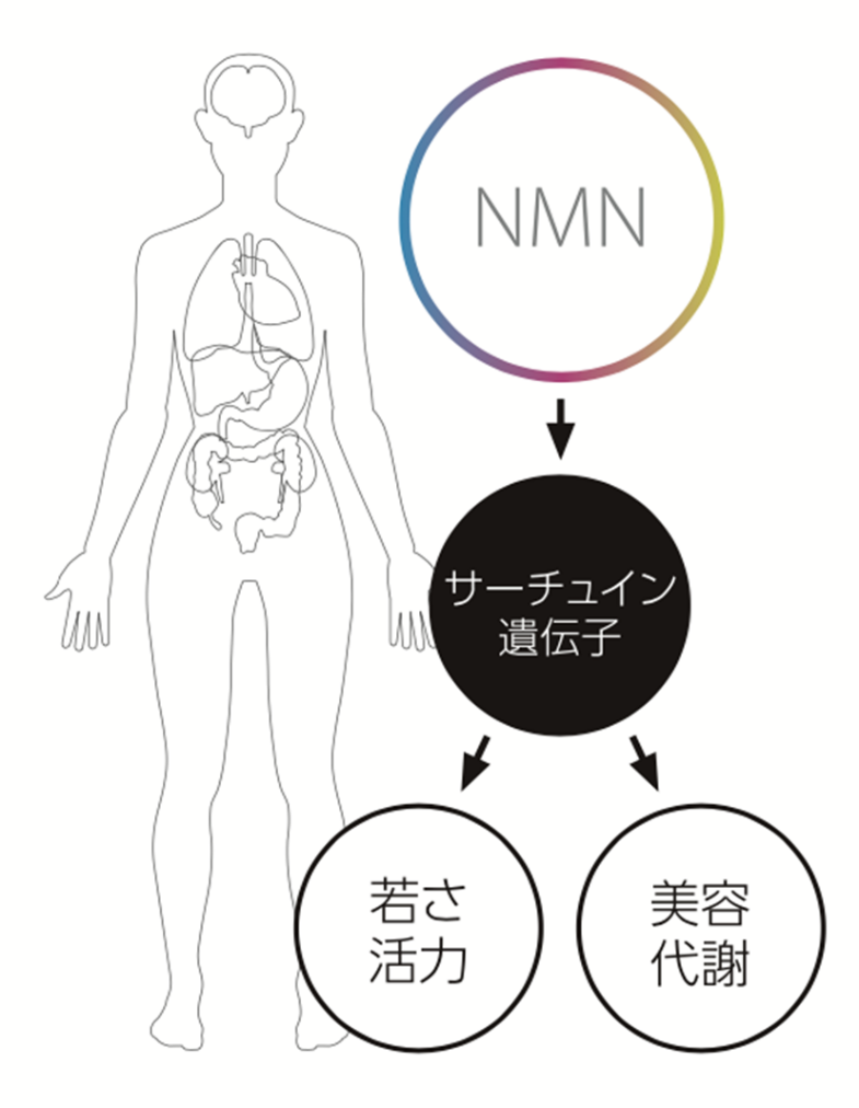 サーチュインファミリーの遺伝子系統