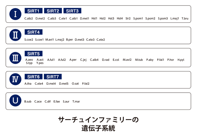 TGレベルグラフ